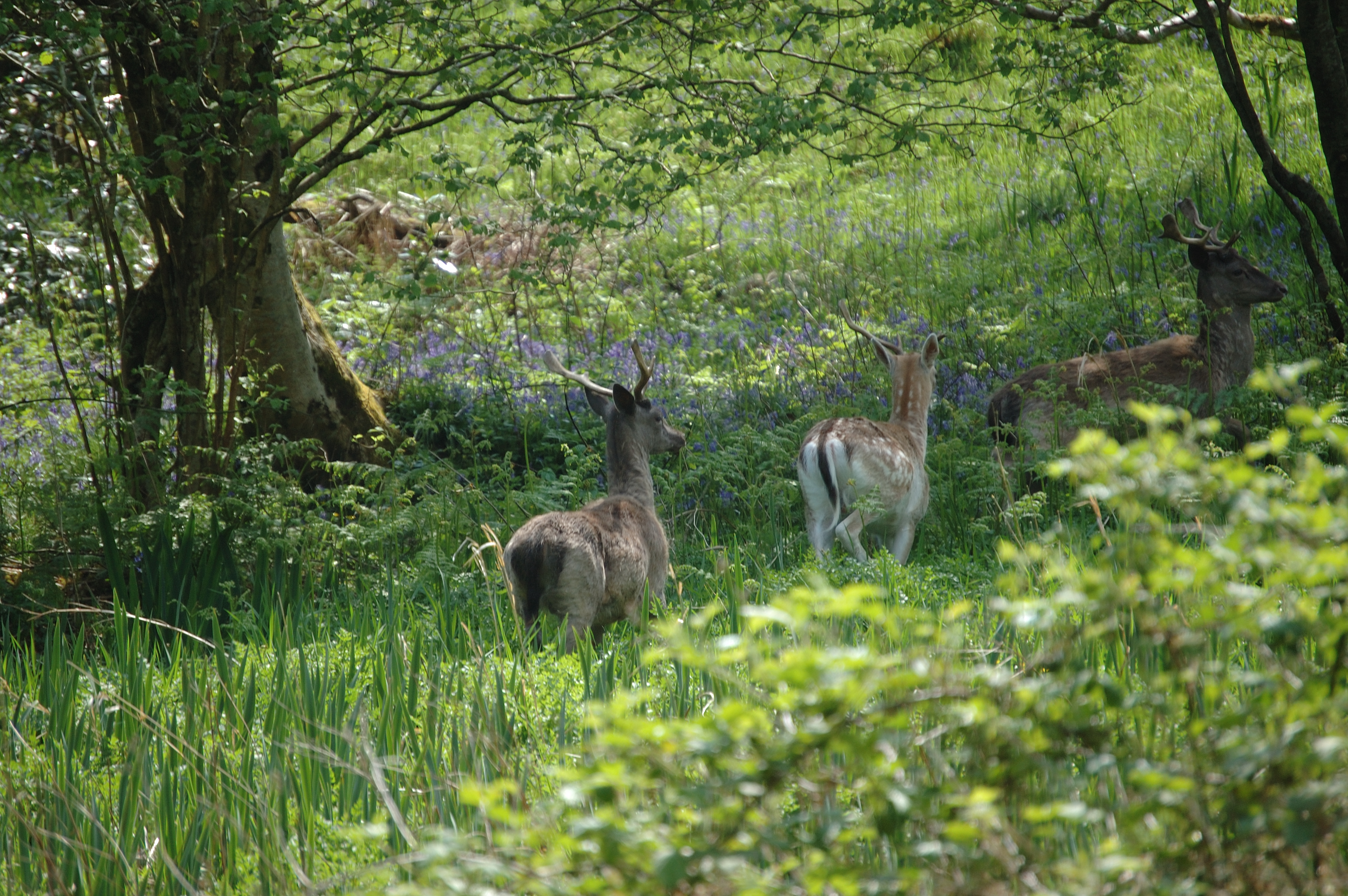 photos/wildlife/Mammal_Species/Fallow_Deer/Scotland 2008 1393.jpg